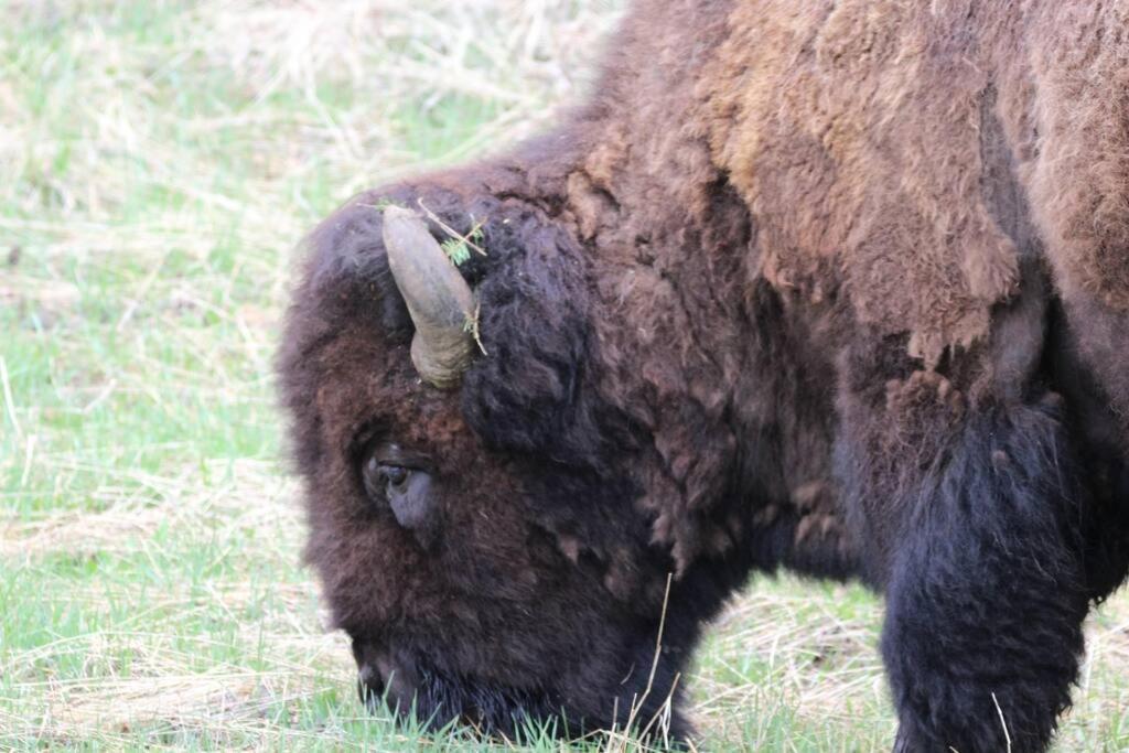 Bison Lodge - Lg Home - 2 Bedrooms - Less Than 5 Miles To Yellowstone North Entrance, Sleeps Up To 8 Гардинър Екстериор снимка