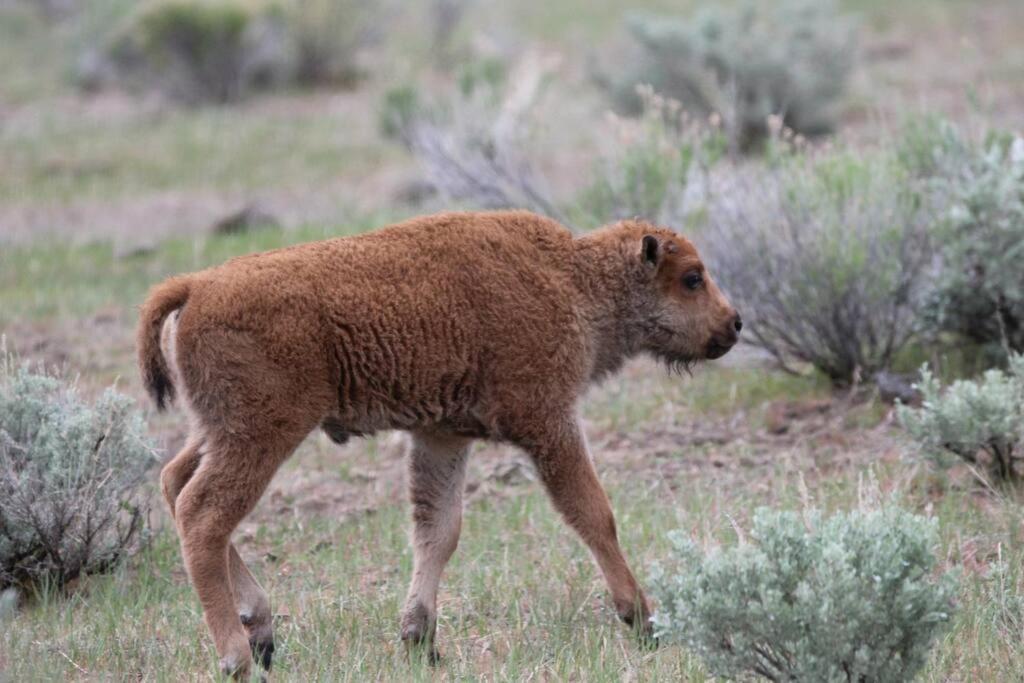 Bison Lodge - Lg Home - 2 Bedrooms - Less Than 5 Miles To Yellowstone North Entrance, Sleeps Up To 8 Гардинър Екстериор снимка