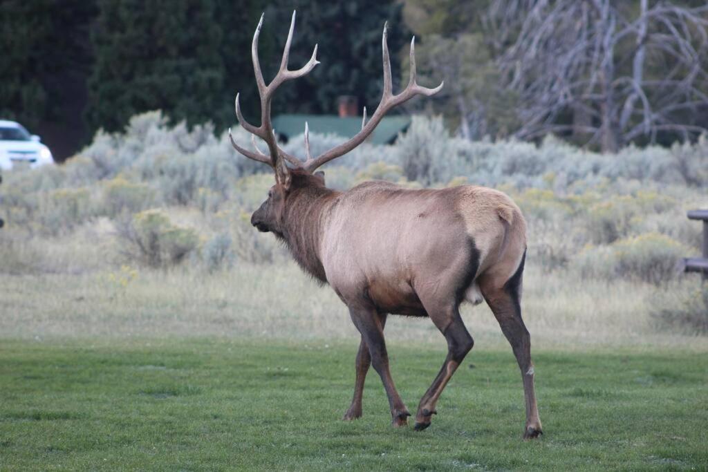 Bison Lodge - Lg Home - 2 Bedrooms - Less Than 5 Miles To Yellowstone North Entrance, Sleeps Up To 8 Гардинър Екстериор снимка
