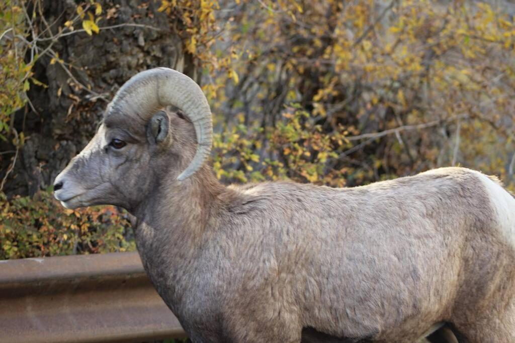 Bison Lodge - Lg Home - 2 Bedrooms - Less Than 5 Miles To Yellowstone North Entrance, Sleeps Up To 8 Гардинър Екстериор снимка